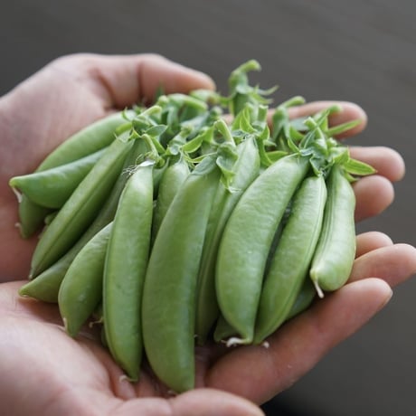 5月末から　春のスペシャリテ　スナップエンドウ500g-1kg