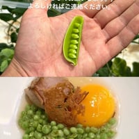 グリーンキャビア　バラ1キロ