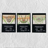 ＜Trading Cards ＞monster plants set 18Cards  トレーディングカードセット18枚入