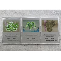＜Trading Cards ＞monster plants set of 3 Pre-sale of TCG sales commemoration トレーディングカードゲーム販売記念3枚セット