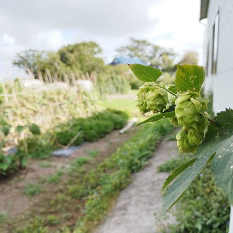 【ちばの逸品受賞】小江戸佐原ビール「FRESH HOP ALE」