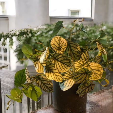 光触媒　人工観葉植物　ウォールグリーン　フェイクグリーン　スイカぺぺ3237