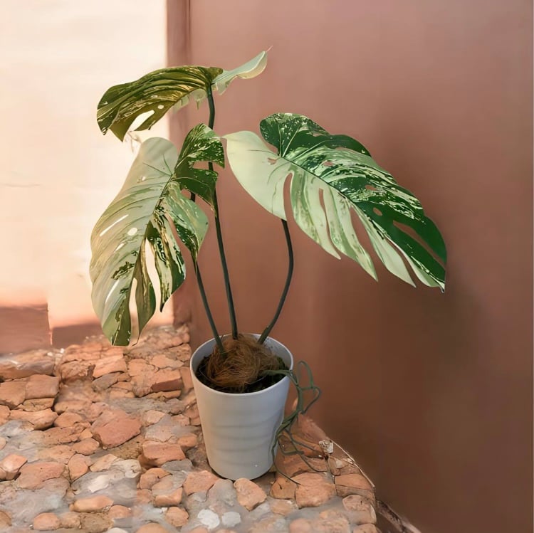 光触媒 人工観葉植物 ウォールグリーン フェイクグリーン 斑入り 