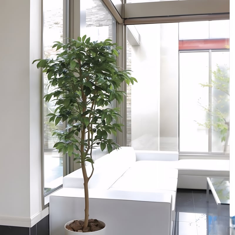 光触媒 人工観葉植物 フェイクグリーン アルデシア(万両) 高さ 1.6m