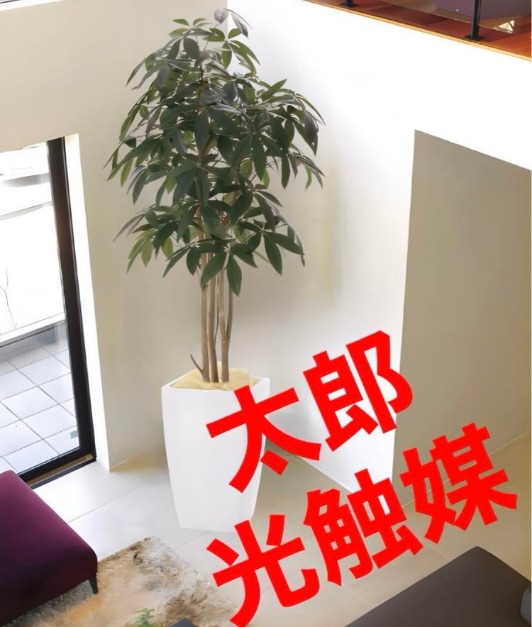 光触媒　人工観葉植物　フェイクグリーン　アーバンパキラ1.8m 光触媒 人工観葉植物 フェイクグリーン アーバンパキラ1.8 | 太郎's STORE