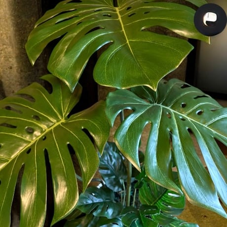 光触媒　人工観葉植物　ウォールグリーン　フェイクグリーン　バリ風特大モンステラ8