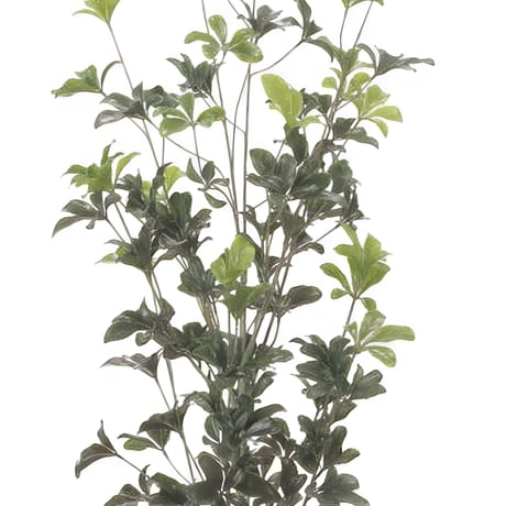 光触媒　人工観葉植物　ウォールグリーン　フェイクグリーン　スリムシェフレラ1.3