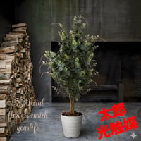 光触媒 人工観葉植物 ウォールグリーン フェイクグリーン フレッシュ