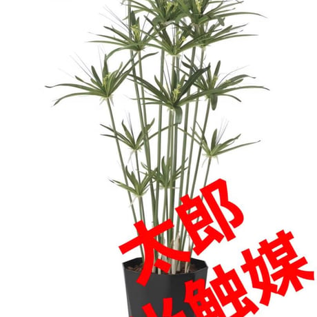光触媒　人工観葉植物　ウォールグリーン　　フェイクグリーン　パピルス1.25
