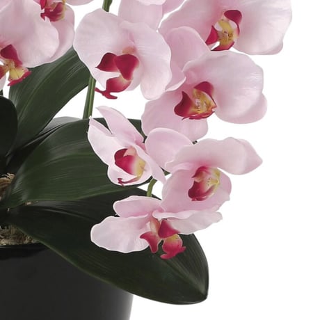 光触媒　人工観葉植物　ウォールグリーン　フェイクグリーン　プレミアム胡蝶蘭P