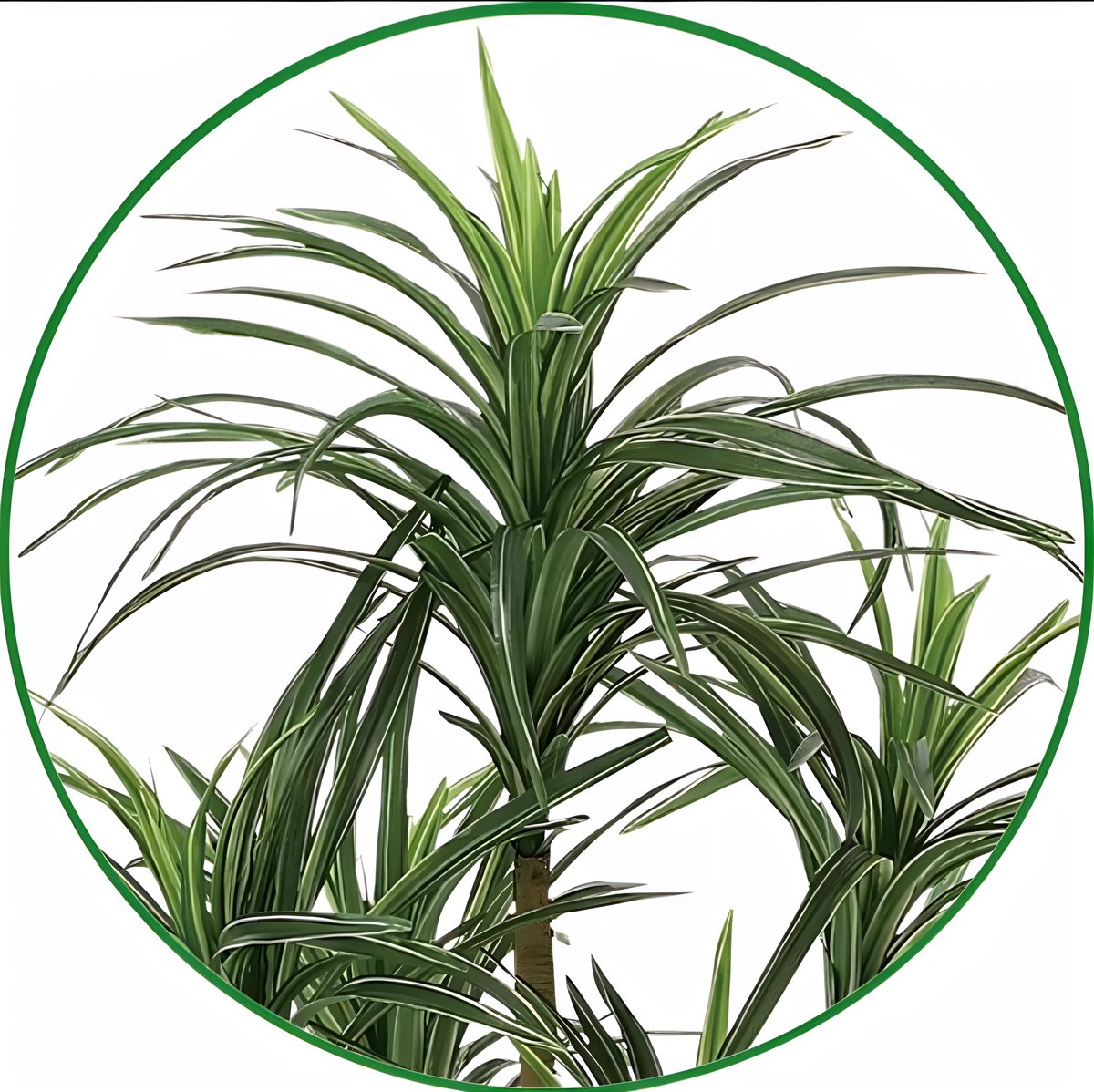 光触媒 人工観葉植物 ウォールグリーン フェイクグリーン ユッカ90