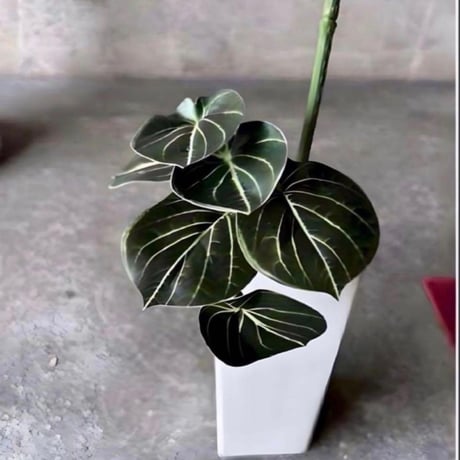 光触媒　人工観葉植物　ウォールグリーン　フェイクグリーン　ニューパキラ花器付き