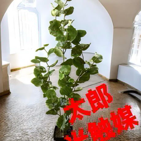 光触媒　人工観葉植物　ウォールグリーン　フェイクグリーン　シーグレープ4本立ち