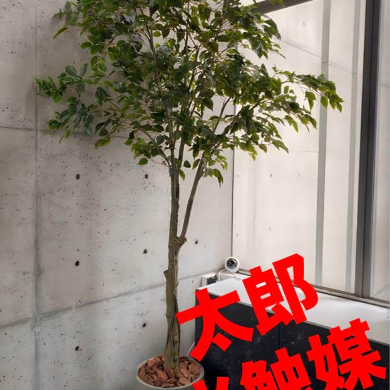 光触媒 人工観葉植物 ウォールグリーン フェイクグリーン ベンジャミン