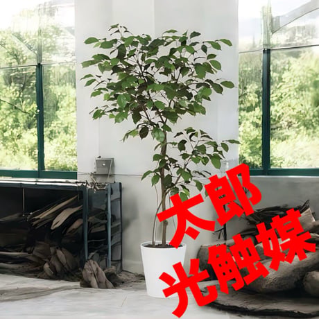 光触媒　人工観葉植物　ウォールグリーン　フェイクグリーン　ベンジャミン120FST
