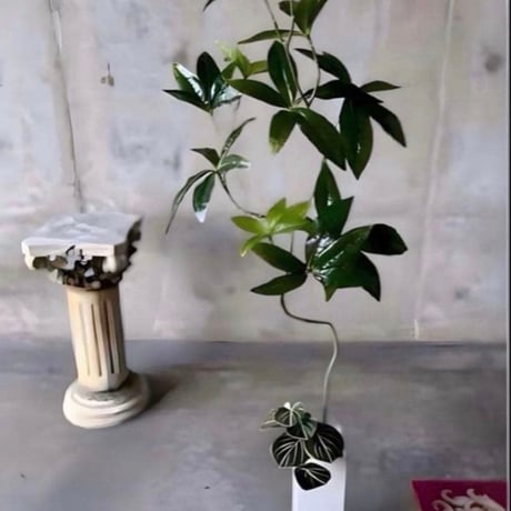 光触媒　人工観葉植物　ウォールグリーン　フェイクグリーン　ニューパキラ花器付き