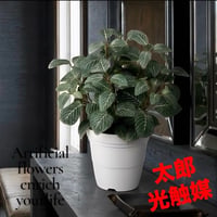 光触媒　人工観葉植物　ウォールグリーン　フェイクグリーン　フィットニア3540