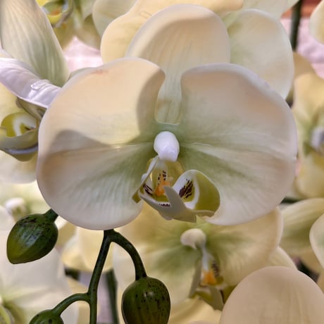 光触媒　人工観葉植物　ウォールグリーン　フェイクグリーン　リアル胡蝶蘭8755