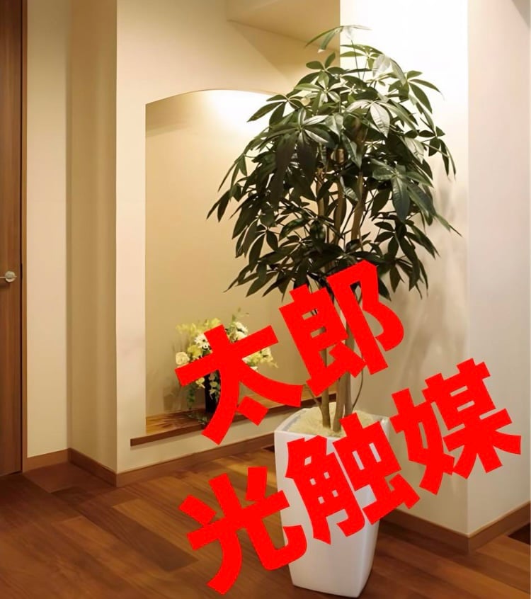 光触媒 人工観葉植物 フェイクグリーン アーバンパキラ1.8 | 太郎's STORE