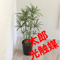 光触媒　人工観葉植物　ウォールグリーン　　フェイクグリーン　パピルス1.25