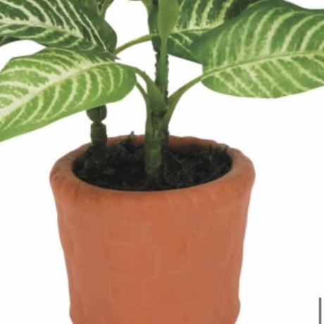 光触媒　人工観葉植物　フェイクグリーン　エバーフレッシュ　カントリーゼブラ