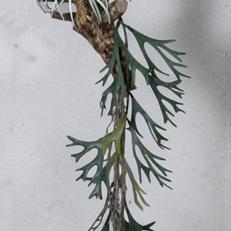 光触媒　人工観葉植物　ウォールグリーン　フェイクグリーン　吊り下げコウモリラン