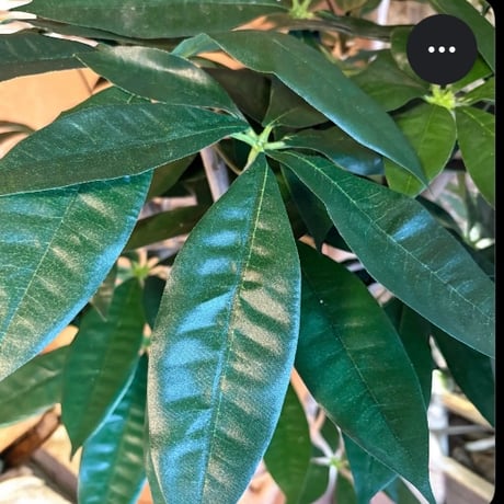 光触媒　人工観葉植物　ウォールグリーン　フェイクグリーン　パキラ12065