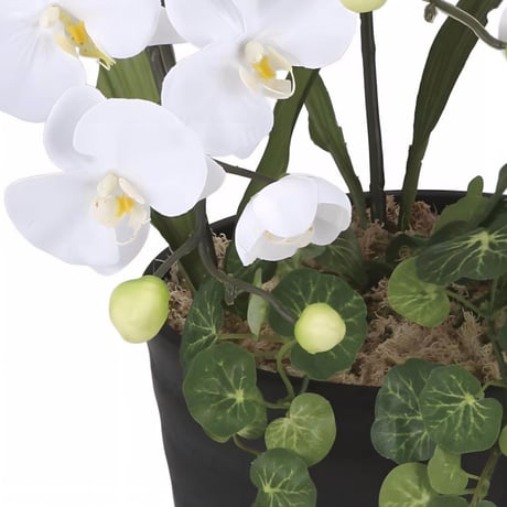 光触媒　人工観葉植物　ウォールグリーン　フェイクグリーン　プリンセス胡蝶蘭w