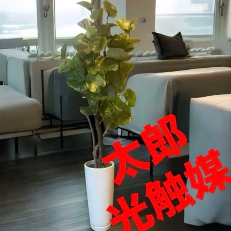 CATEGORY 光触媒 造花 | 太郎's STORE CATEGORY 光触媒 造花 | 太郎's STORE
