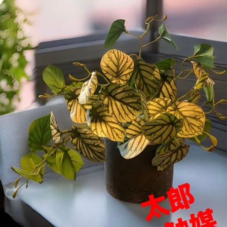 光触媒　人工観葉植物　ウォールグリーン　フェイクグリーン　スイカぺぺ3237