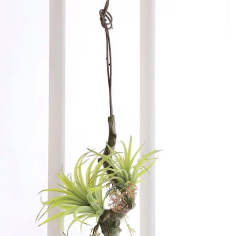 光触媒　人工観葉植物　ウォールグリーン　フェイクグリーン　エアープランツw'tp