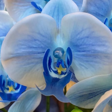 光触媒　人工観葉植物　ウォールグリーン　フェイクグリーン　リアル胡蝶蘭77