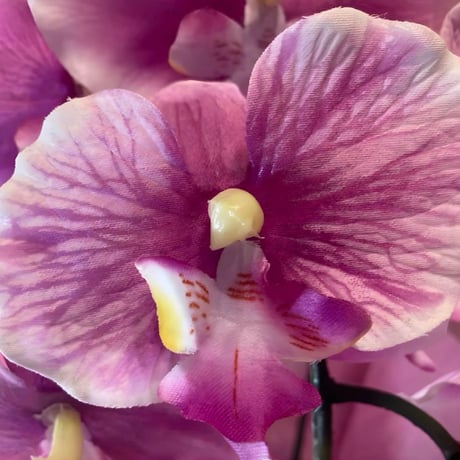 光触媒　人工観葉植物　ウォールグリーン　フェイクグリーン　胡蝶蘭6142aj