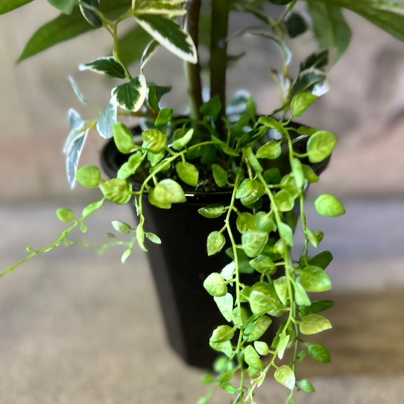 光触媒 人工観葉植物 ウォールグリーン フェイクグリーン ロック