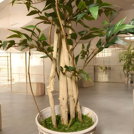 光触媒　人工観葉植物　ウォールグリーン　フェイクグリーン　イタリアンベンジャミン17075