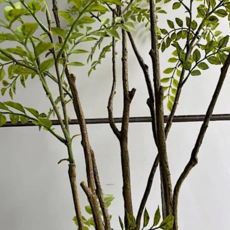 光触媒　人工観葉植物　ウォールグリーン　フェイクグリーン　シマトネリコ8210