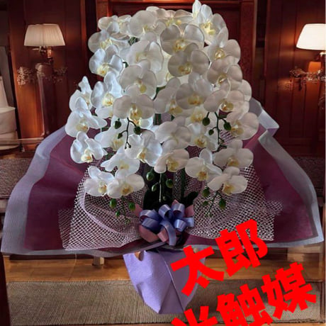 光触媒　人工観葉植物　ウォールグリーン　フェイクグリーン　リアル胡蝶蘭５本@@