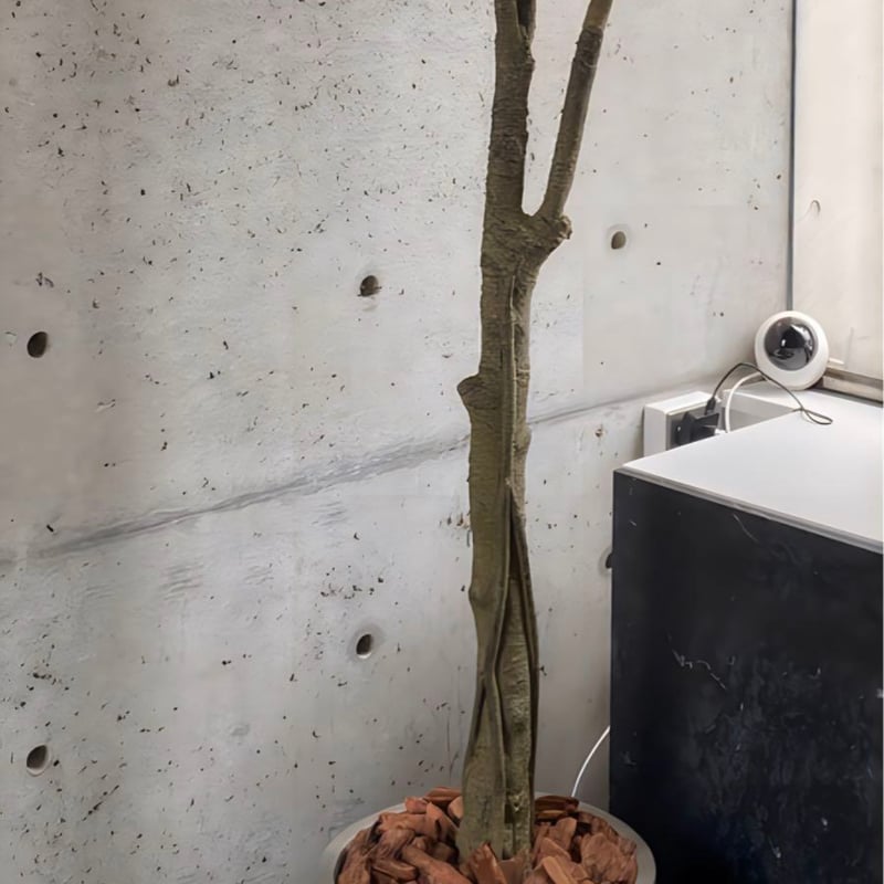 光触媒 人工観葉植物 ウォールグリーン フェイクグリーン ベンジャミン