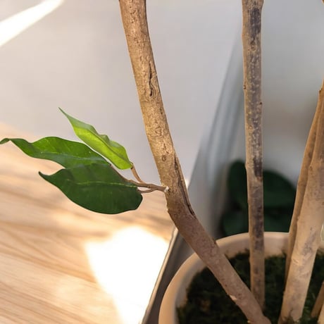 光触媒　人工観葉植物　ウォールグリーン　フェイクグリーン　ベンジャミン13058