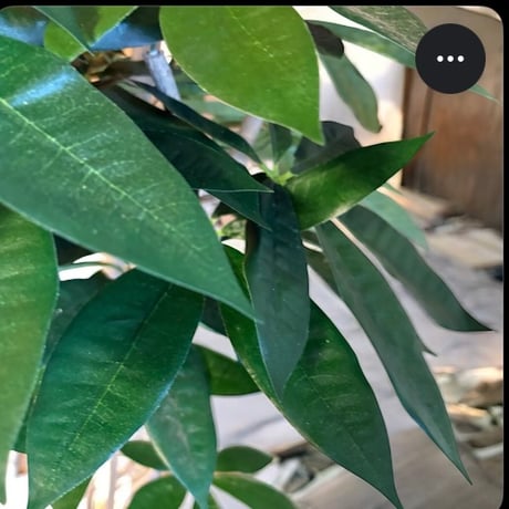 光触媒　人工観葉植物　ウォールグリーン　フェイクグリーン　パキラ12065