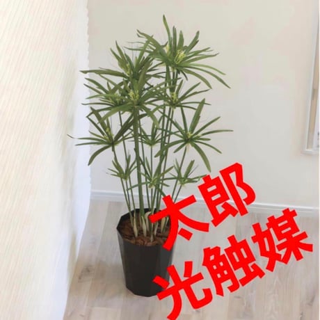光触媒　人工観葉植物　ウォールグリーン　　フェイクグリーン　パピルス1.25