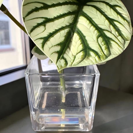 光触媒　人工観葉植物　ウォールグリーン　フェイクグリーン　マジカルウォーター1722