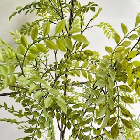 光触媒　人工観葉植物　ウォールグリーン　フェイクグリーン　シマトネリコ8210