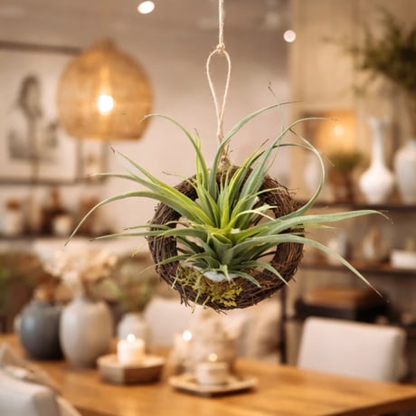 光触媒　人工観葉植物　ウォールグリーン　フェイクグリーン　エアープランツr