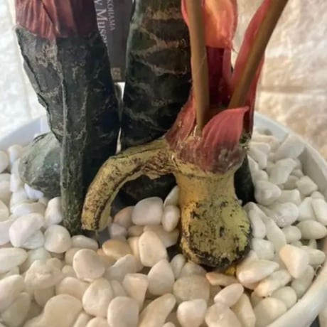 光触媒　人工観葉植物　ウォールグリーン　フェイクグリーン　モンステラ5