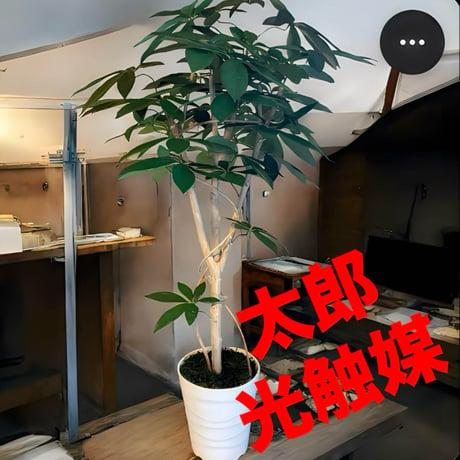 光触媒　人工観葉植物　ウォールグリーン　フェイクグリーン　パキラ12065