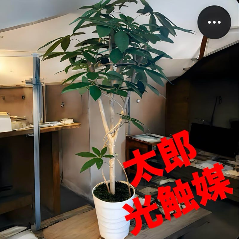 光触媒　人工観葉植物　ウォールグリーン　フェイクグリーン　エデンローズ 光触媒 人工観葉植物 ウォールグリーン フェイクグリーン ウッド