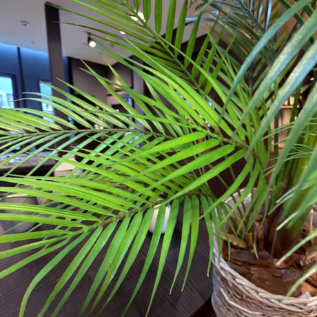 光触媒　人工観葉植物　ウォールグリーン　フェイクグリーン　花器付アレカヤシ147