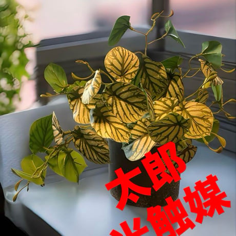 光触媒　人工観葉植物　ウォールグリーン　フェイクグリーン　スイカぺぺ3237