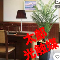 光触媒　人工観葉植物　フェイクグリーン　アーバンアレカパーム1.7m